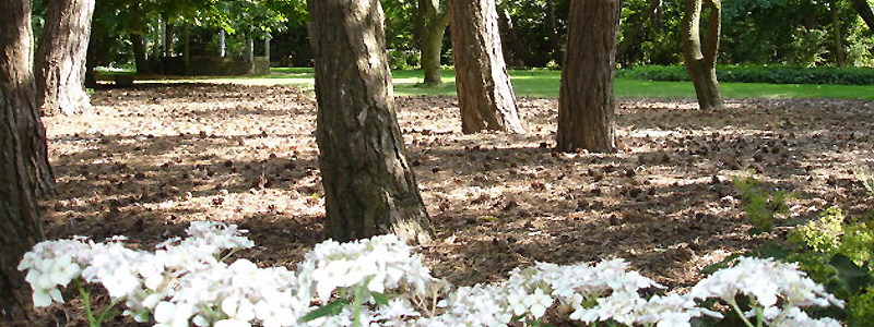natuurlijke bostuin met inheemse planten