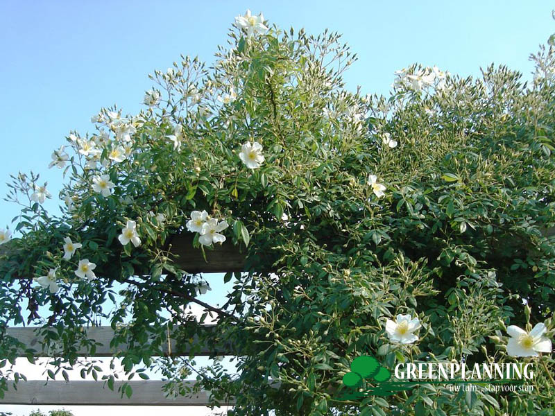 tuinaanleg stadstuin Roksem Oudenburg