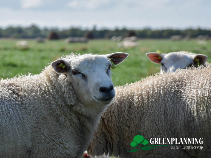tuinaanleg stadstuin Roksem Oudenburg