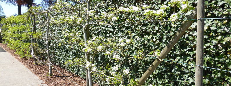 tuinaanleg villa tuin Brugge Provence