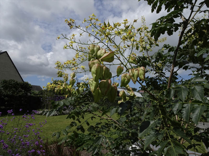 tuinarchitect residentiële tuin Jabbeke