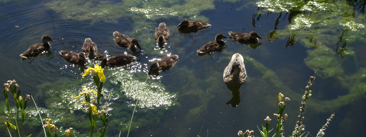 tuinarchitect Breeduyn Village Bredene