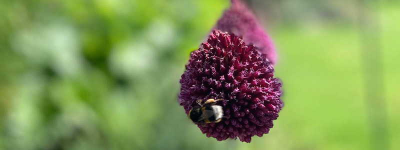 tuinarchitect villatuin Oudenburg